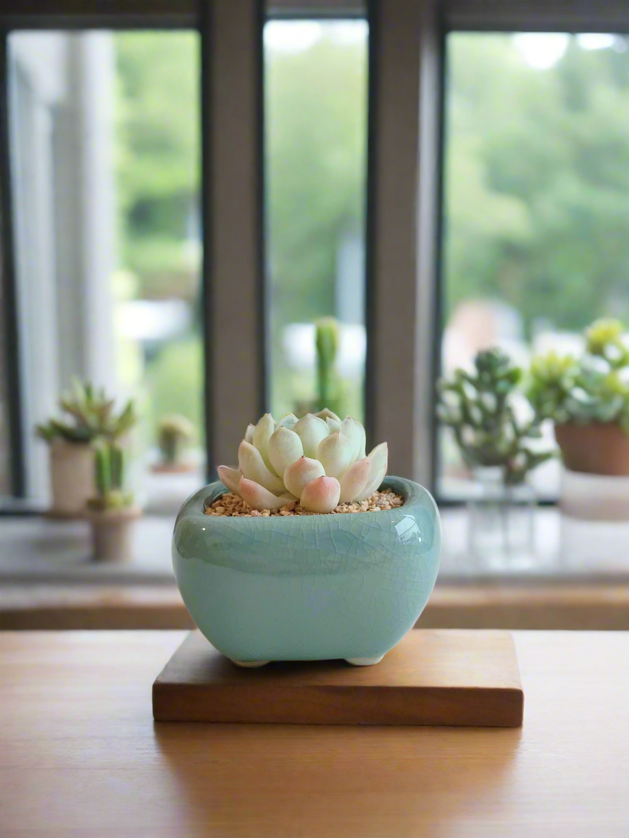 Succulent Zen Square Turquoise Pot – Echeveria Elegans