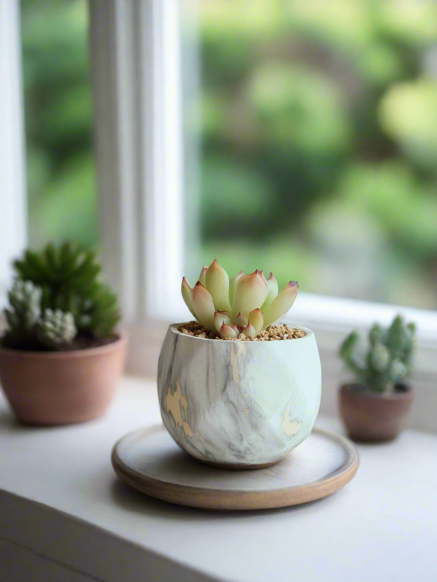 Succulent Classic Marble Gold Pot – Echeveria Elegans