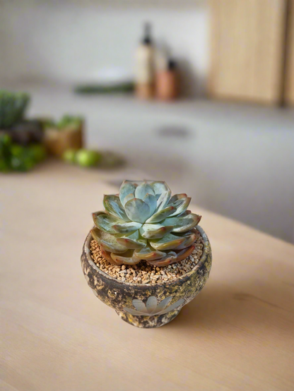 Succulent Moonlit Bloom Pot – Desert Gold with Echeveria Orange Monroe - SlowBloomGreens