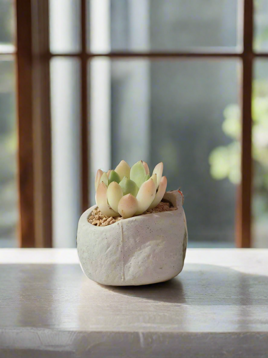 Succulent Cat Pot - Echeveria rosette nestled in a cat pot