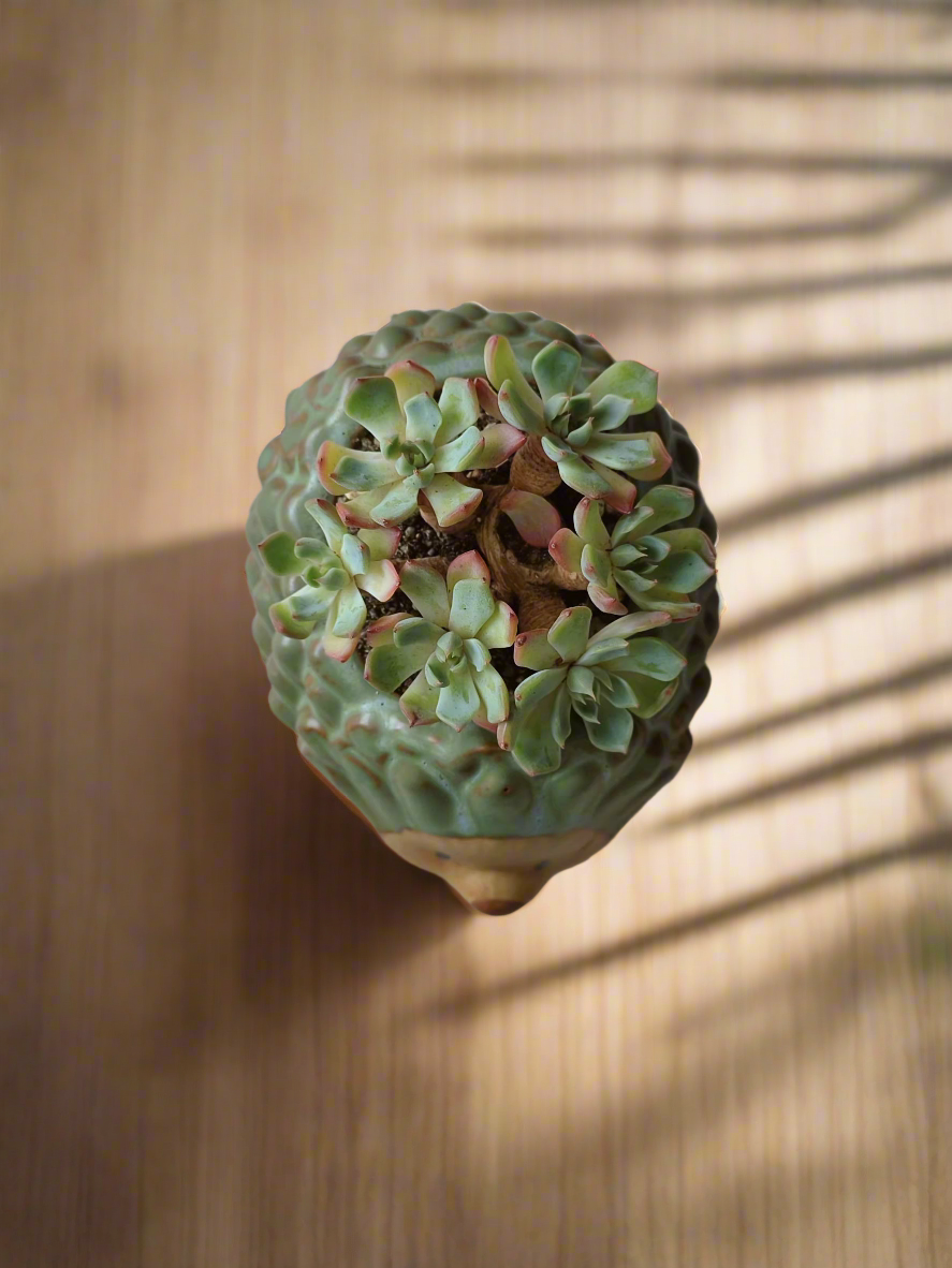 Close-up of Succulent Hedgehog Pot with Echeveria Elegans