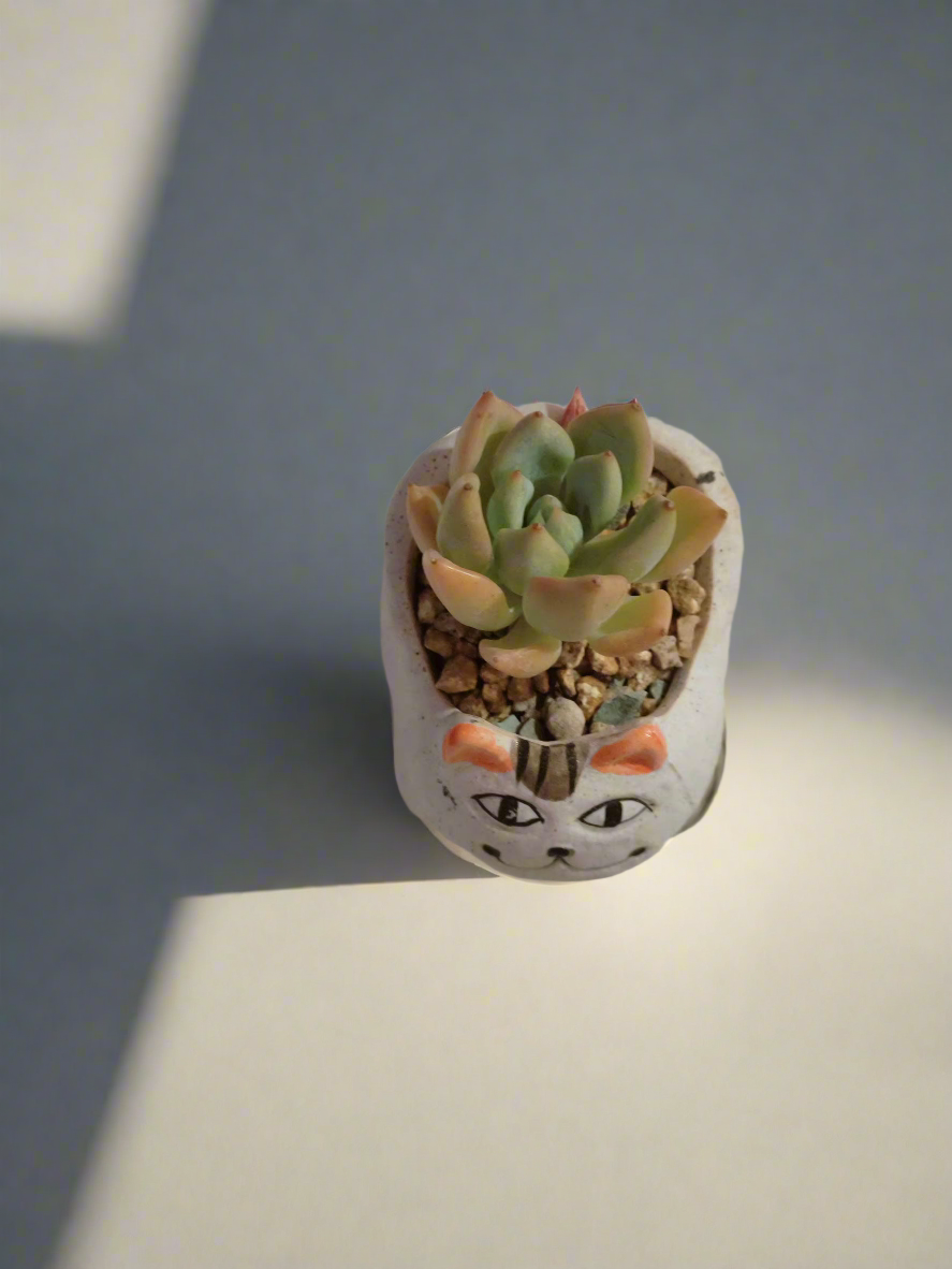 Succulent Smiley Cat Pot - Echeveria Elegans in home décor