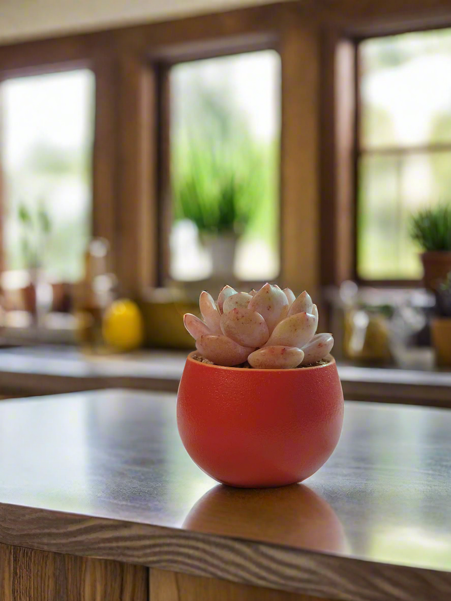 Succulent Auspicious Grace Pot - Echeveria Mont Blanc