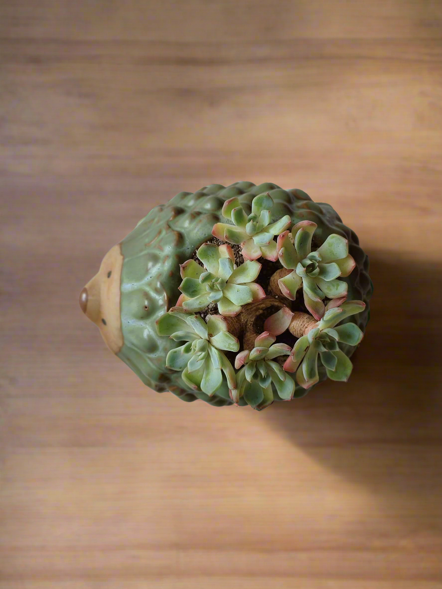 Eye-catching display of Echeveria Elegans in hedgehog planter