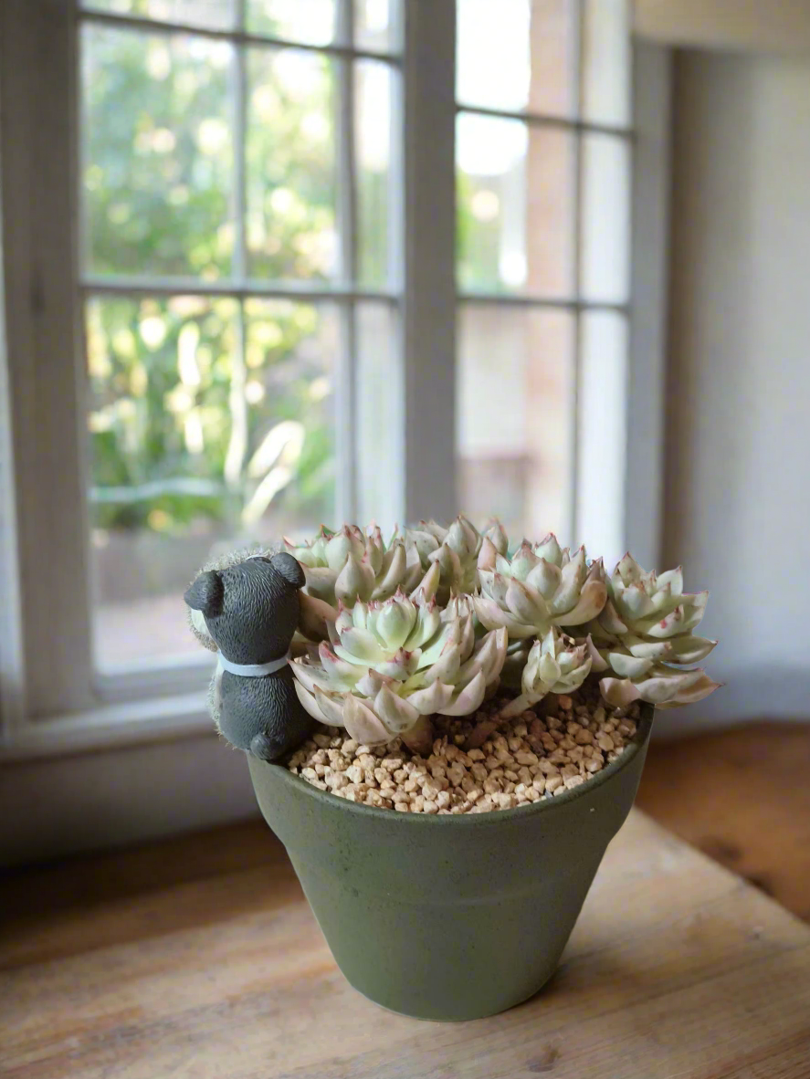 Succulent Speckled Terracotta Schnauzer Pot - Echeveria Halbingeri - SlowBloomGreens