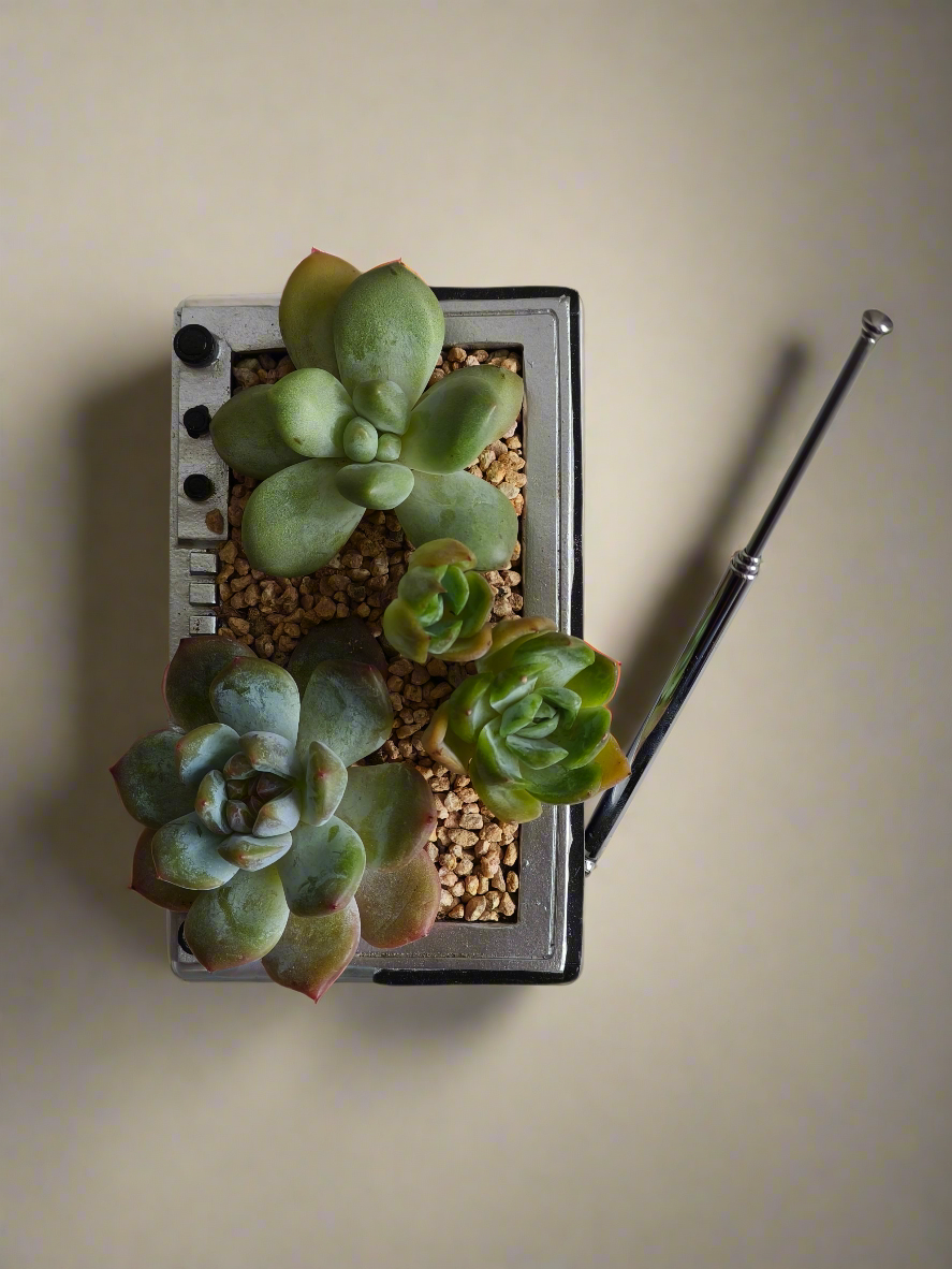 Succulent Retro Boombox – Pachyphytum Oviferum, Echeveria Bluebird & Echeveria Elegans 🎶✨