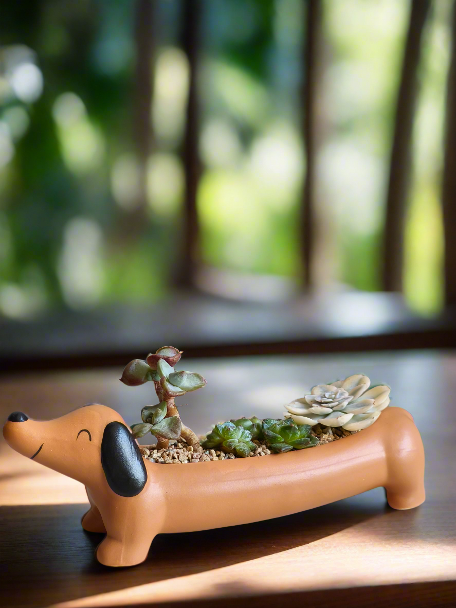 Succulent Daunchund Pot - Echeveria agavoides 'Akaihosi' & friends - SlowBloomGreens