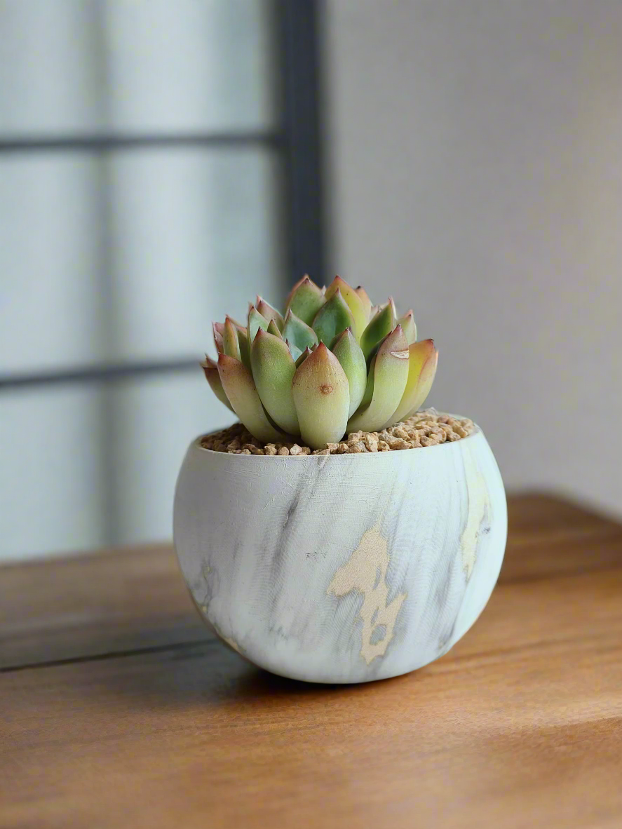 Close-up of the vibrant green rosettes in the Succulent Elegant Round Gold Pot.