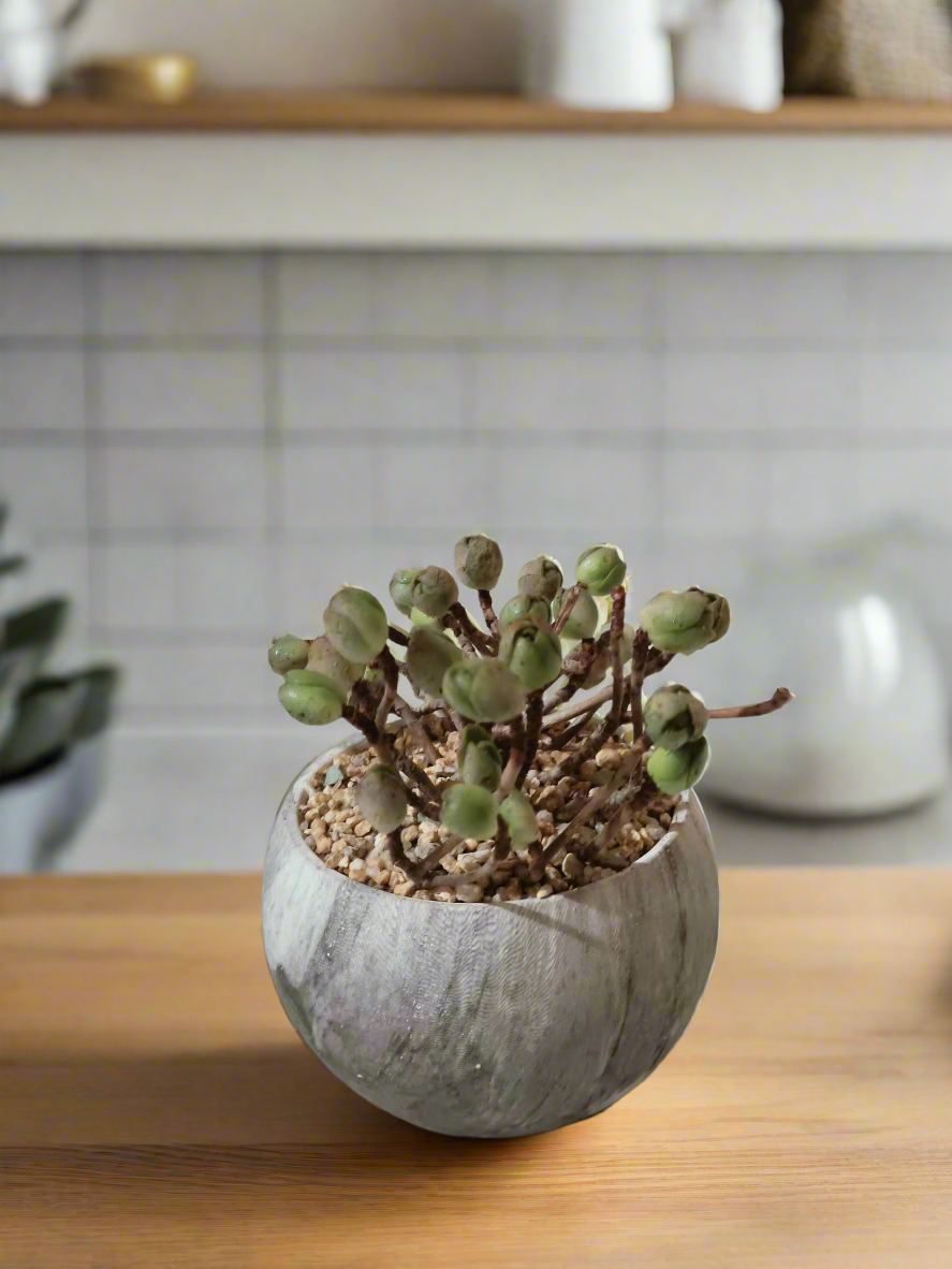 Succulent Elegant Round Grey - Aeonium 'Adodes' - SlowBloomGreens