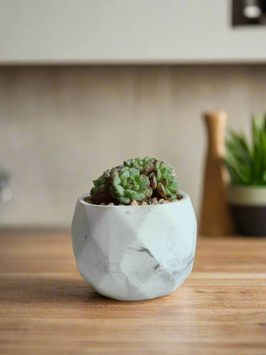 Close-up of the compact rosettes of the Succulent Harmony Ash Pot – Echeveria Minima.