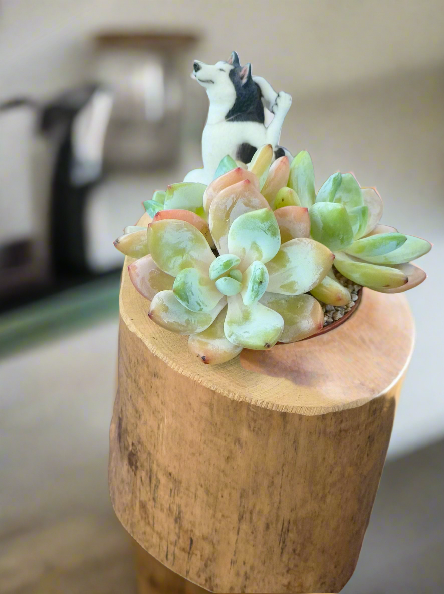 Succulent Yoga Husky on Woodland Log – Echeveria Hybrid