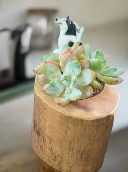 Succulent Yoga Husky on Woodland Log – Echeveria Hybrid