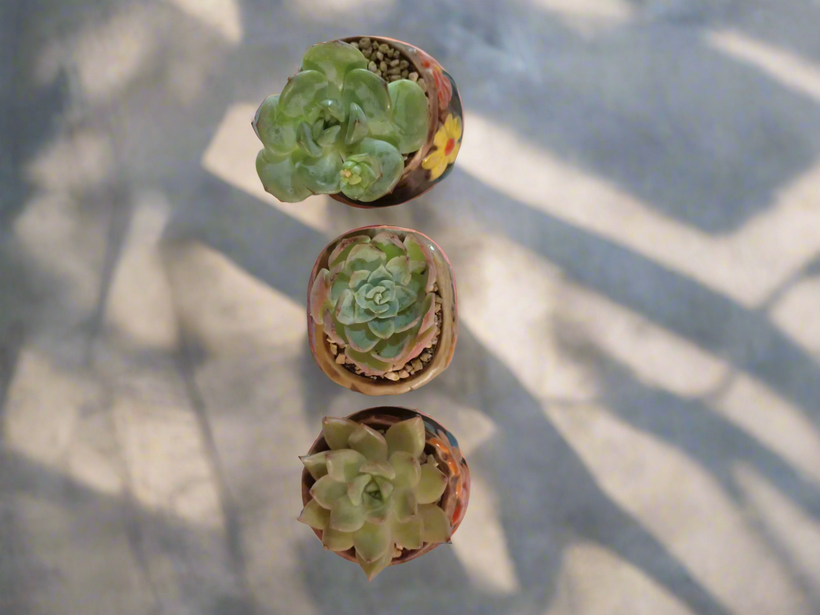 Succulent Floral Charm Trio – Echeveria 'Mont Blanc', 'Mexican Snowball', 'Agavoides'