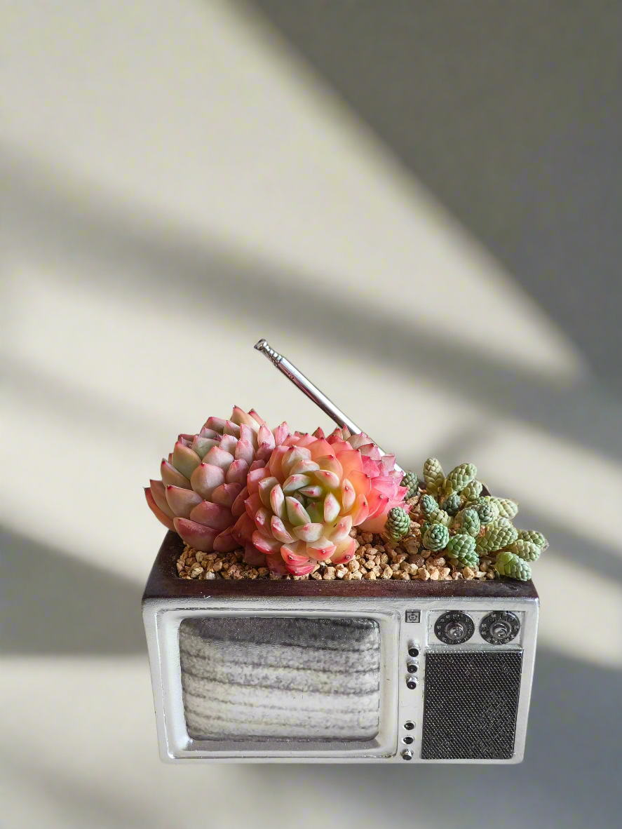 Succulent Retro TV – Echeveria Suryeon  📺🌿