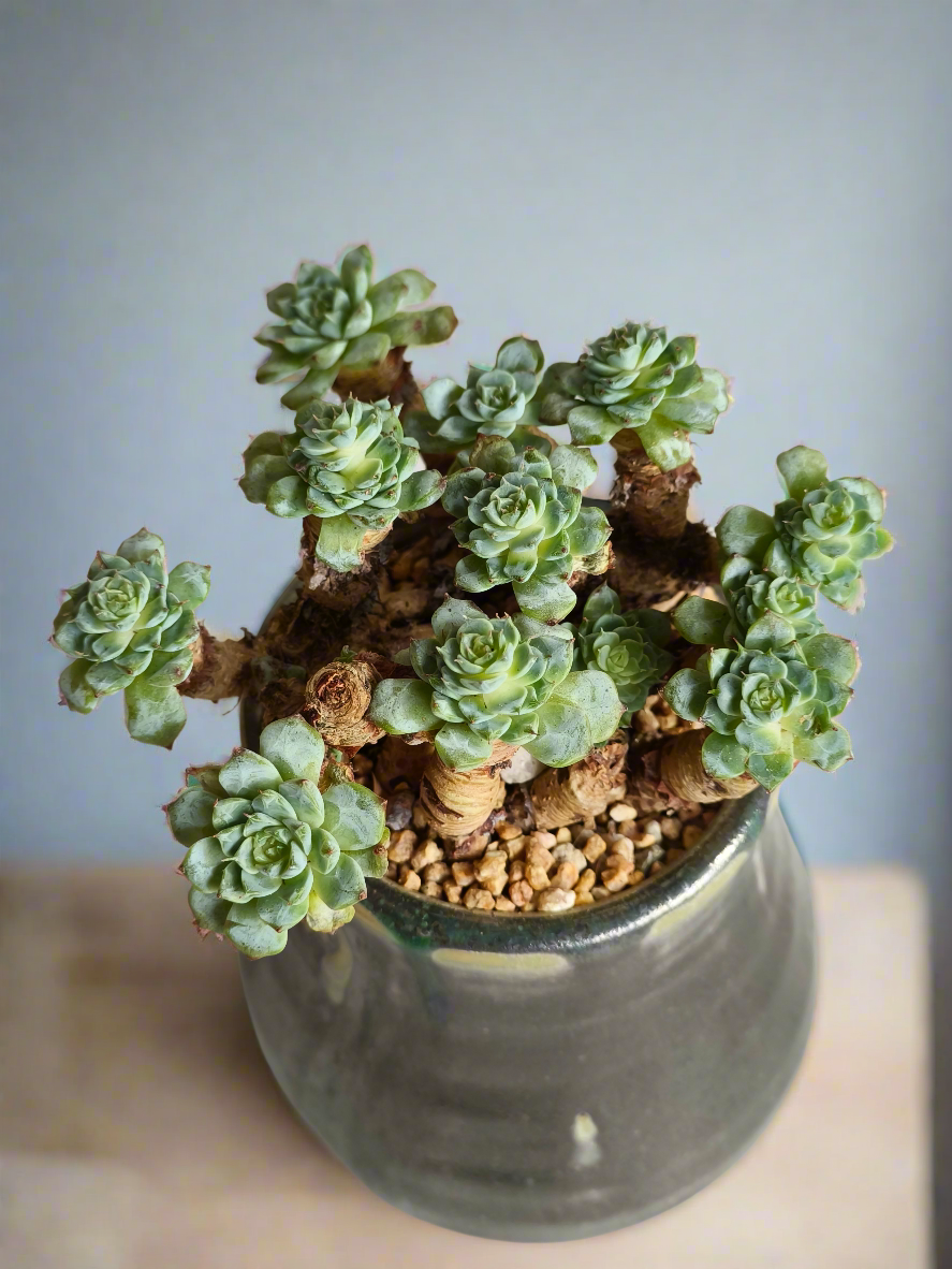 Succulent Rustic Pot Glow Grey – Echeveria Minima