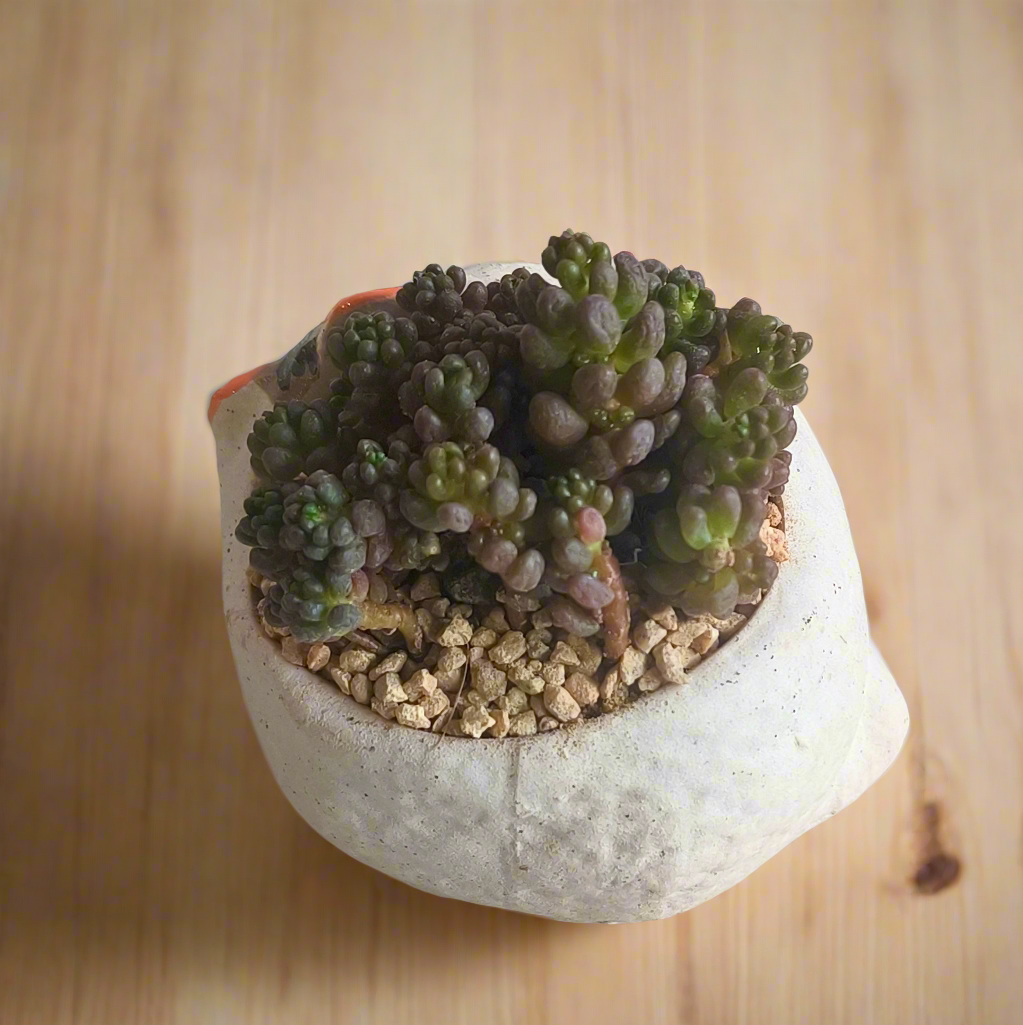 Succulent Sleeping Beauty Cat Planter - Sedum Rubrotinctum 'Redberry' - SlowBloomGreens