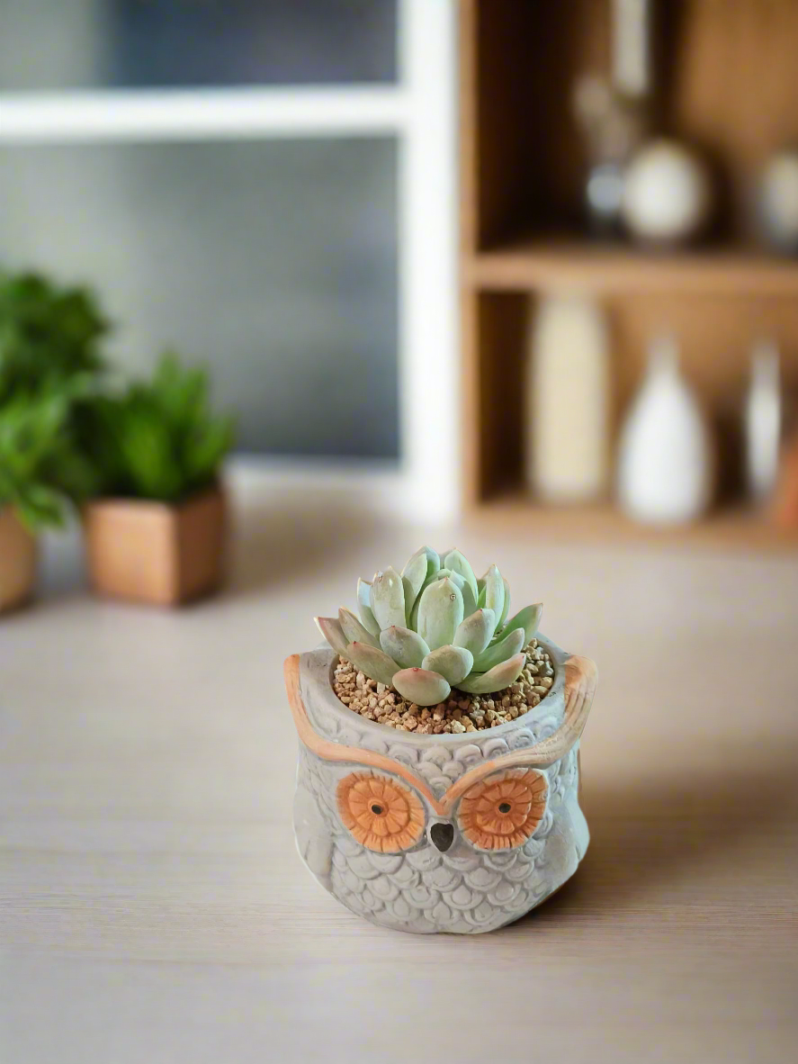 Succulent Owl Pot - Graptoveria 'Opalina'