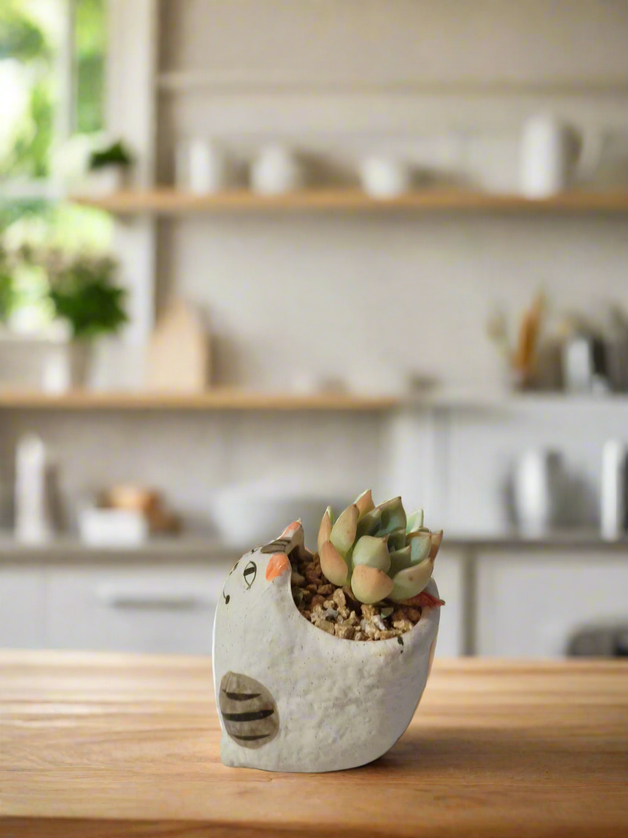 Echeveria Elegans in Succulent Smiley Cat Pot