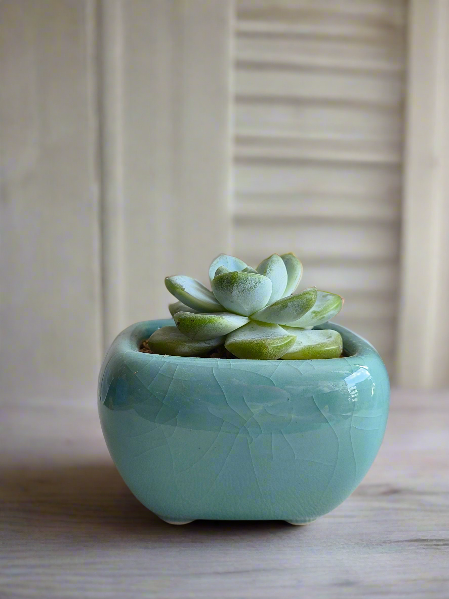 Succulent Zen Square Turquoise Pot – Echeveria Ice Green