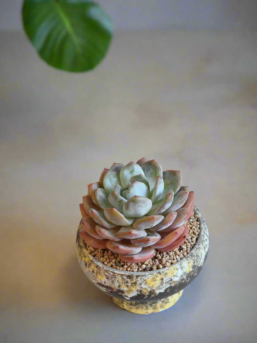 Succulent Moonlit Bloom Pot – Desert Gold with Echeveria Orange Monroe