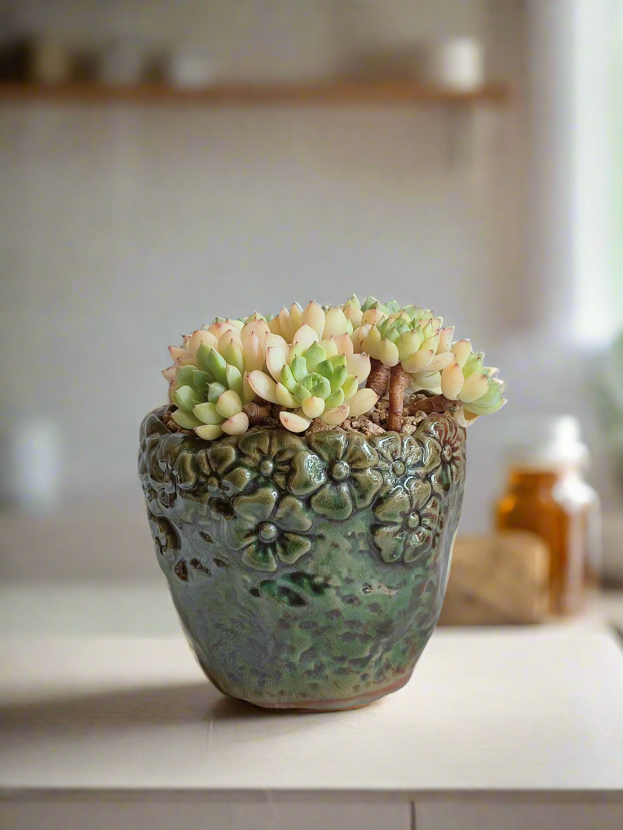 Succulent Rustica Ceramic Pot – Echeveria Macadamia adding a vibrant touch to home decor.