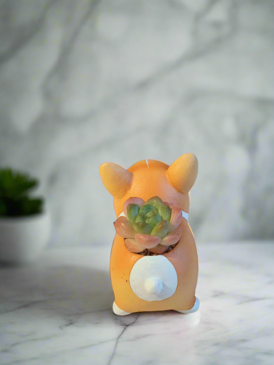 Succulent Charming Standing Corgi - Echeveria Suryeon bringing joy to any space.