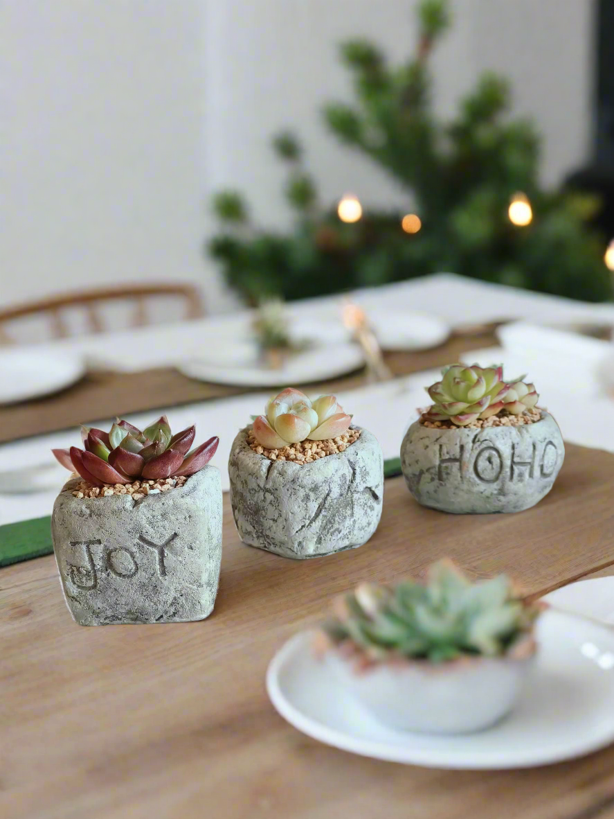 Three rustic designs from the Succulent Simply Joy – Gift Favors (12 Pack), including 'Joy,' 'HoHo,' and heart-shaped planters.