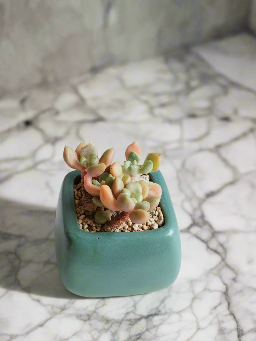 Succulent Serene Square Turquoise – Graptopetalum Mendoza