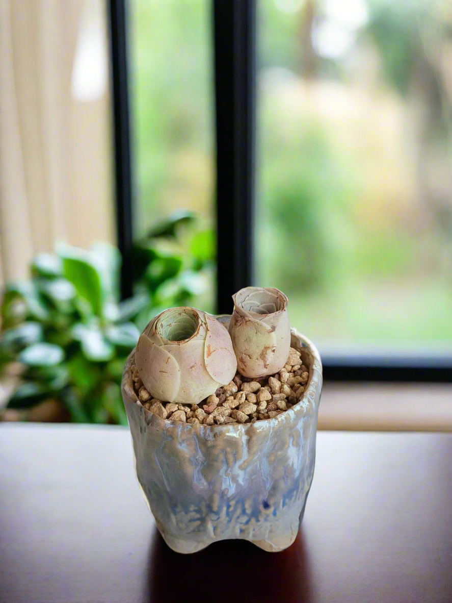 Succulent Lilac Ombre Rustic Planter – Egg Mountain Rose - SlowBloomGreens