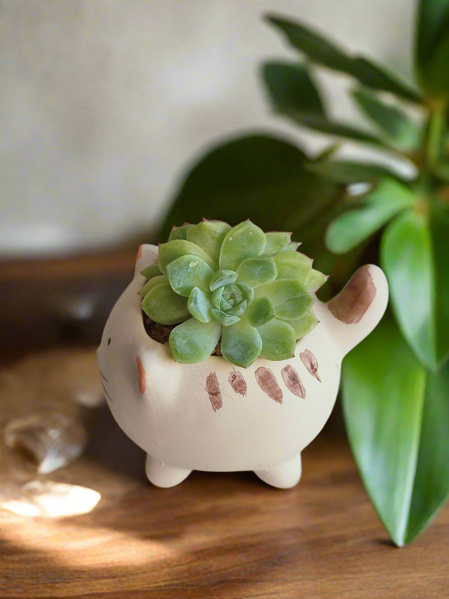 Succulent Cat Pot - Double-headed Echeveria Cat's Claw