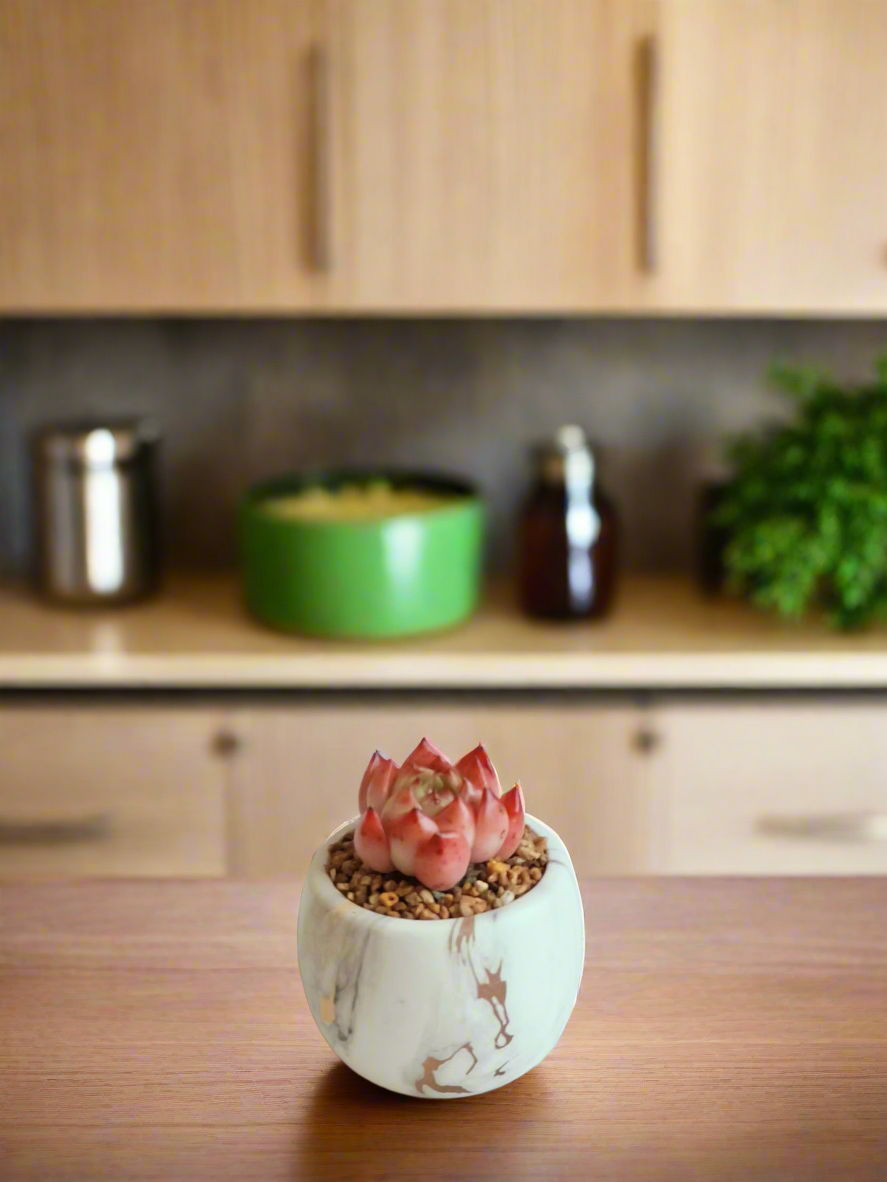 Succulent Mini Round Gold Pot – Echeveria Agavoides 'Romeo'