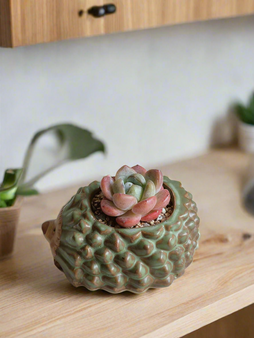 Succulent Hedgehog - Echeveria Ice Green