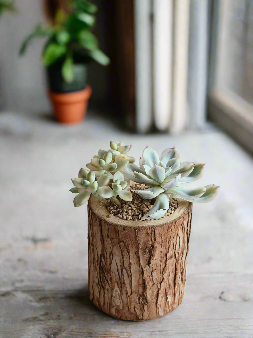 Succulent Natural Wood Pot - Graptoveria 'Titubans' & Echeveria Lenore Dean - SlowBloomGreens