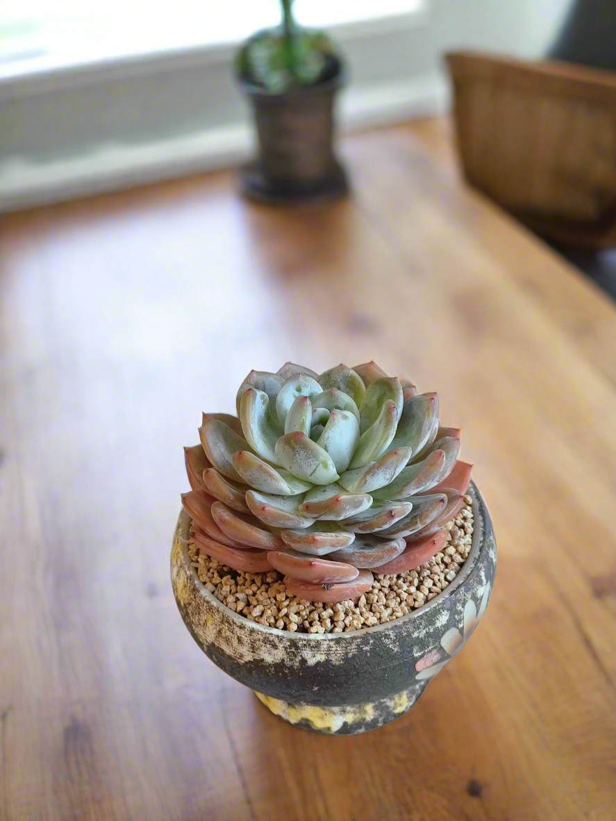 Succulent Moonlit Bloom Pot – Desert Gold with Echeveria Orange Monroe