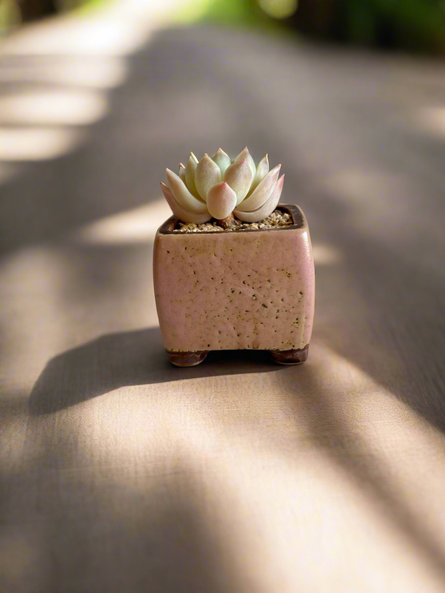 Succulent Ceramic Square Flowerpot Pastel Pink – Pachyphytum Cream Beauty - SlowBloomGreens