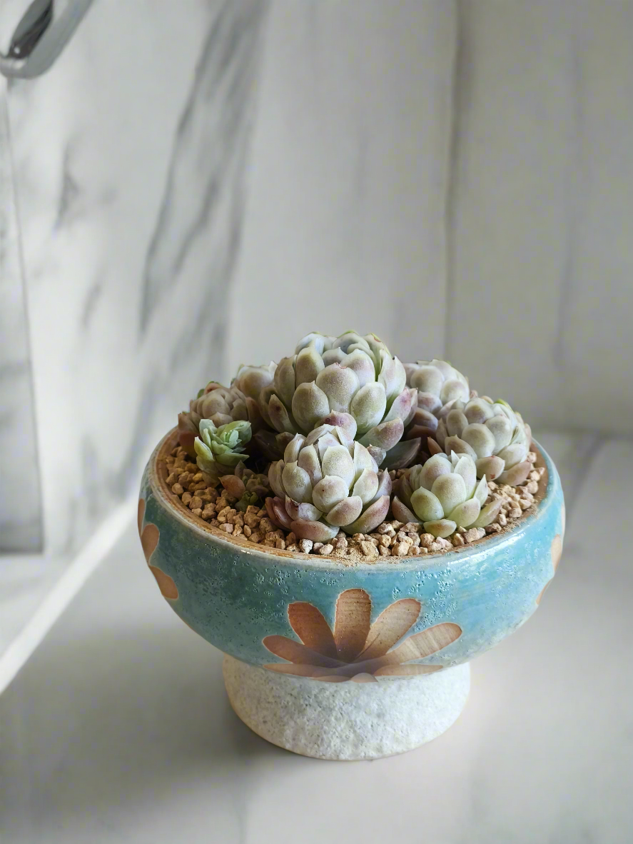 Succulent Moonlit Bloom Pot – Skyward Blue with Echeveria Elegans 'Raspberry Ice' - SlowBloomGreens