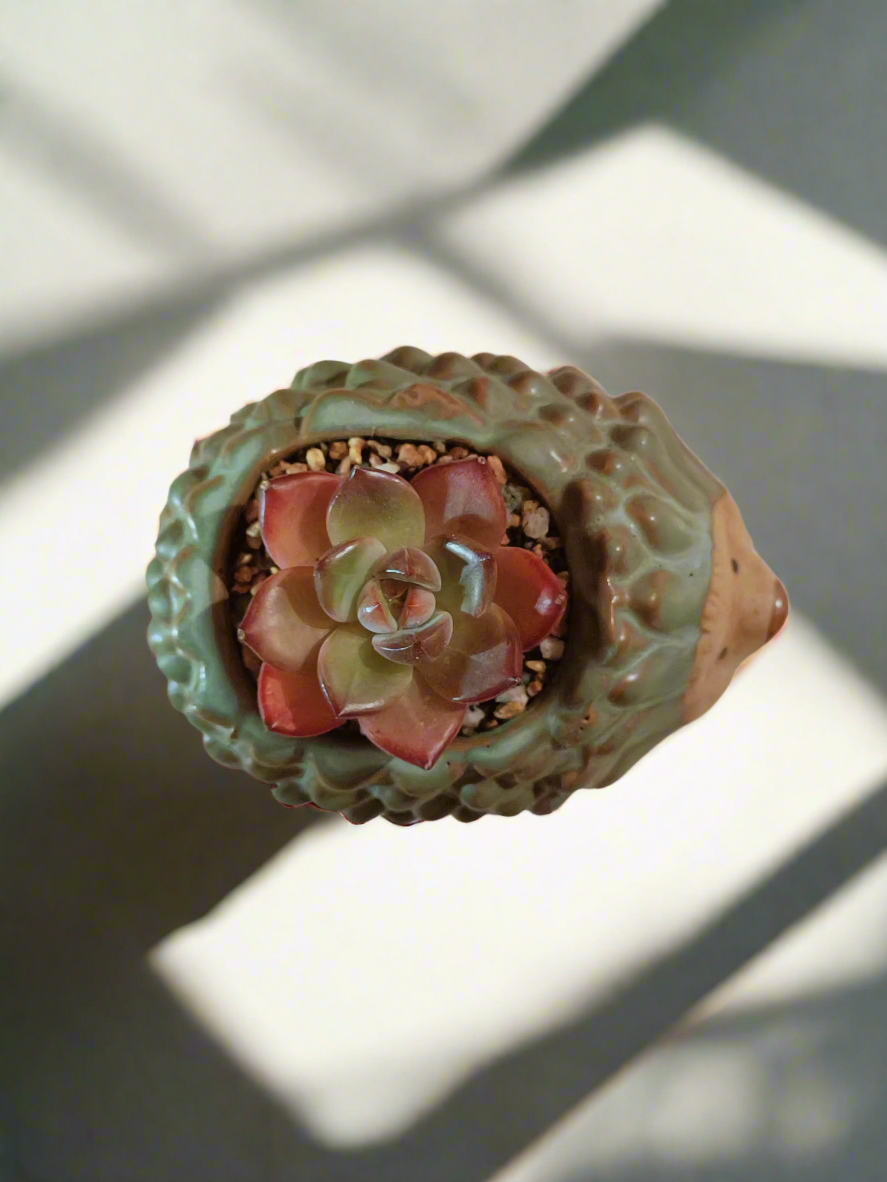 Succulent Hedgehog Pot - Echeveria Agavoides 'Romeo' - SlowBloomGreens