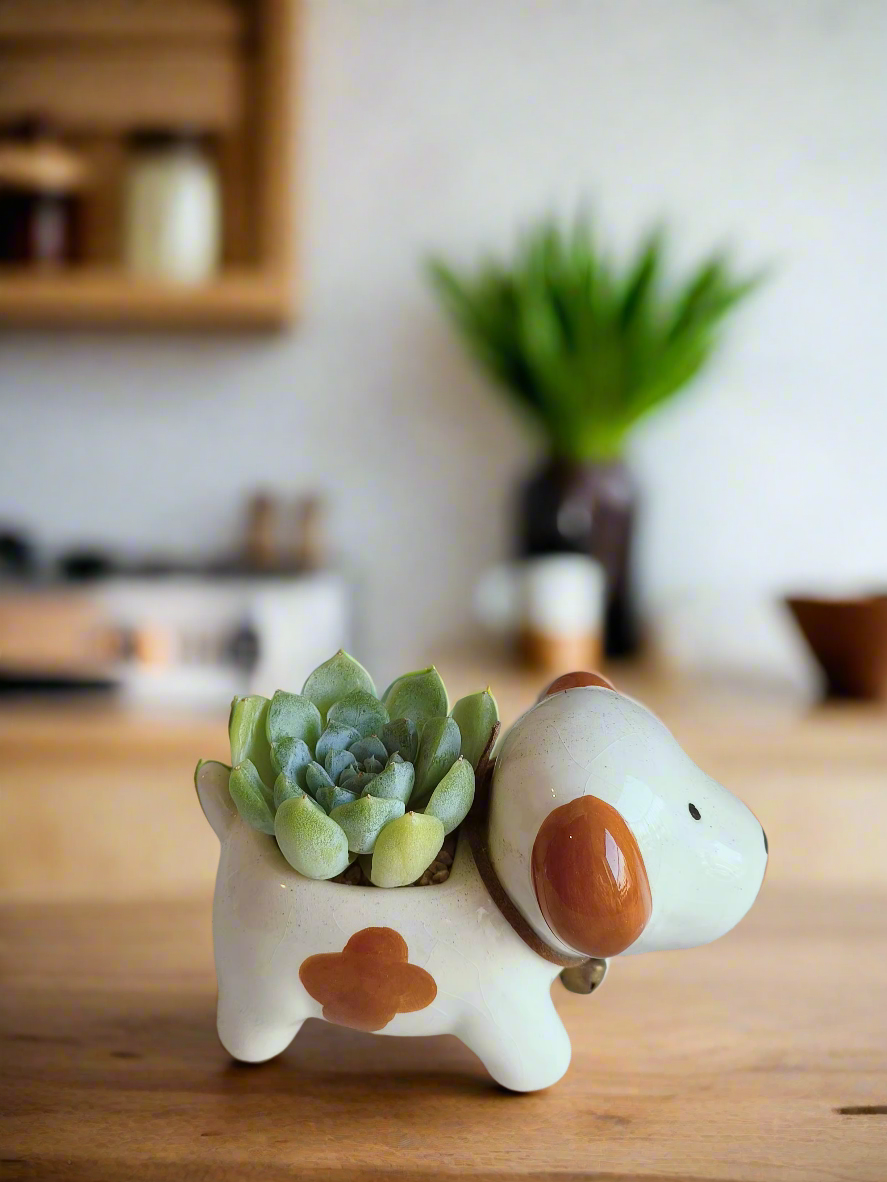 Succulent Puppy Jack Russell Terrier Pot - Echeveria Ice Green - SlowBloomGreens