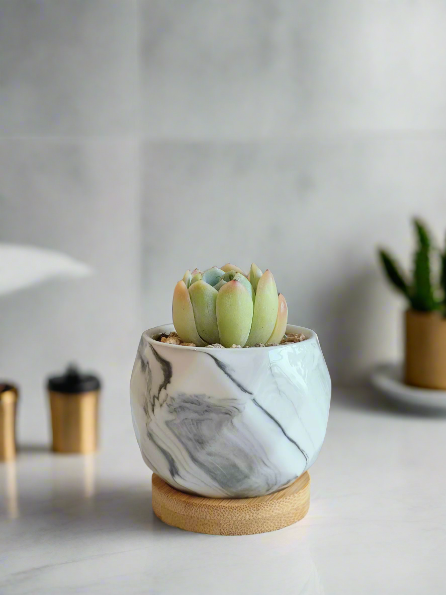 Succulent Petite Bliss Grey - Echeveria Suryeon showcasing soft grey-green leaves.