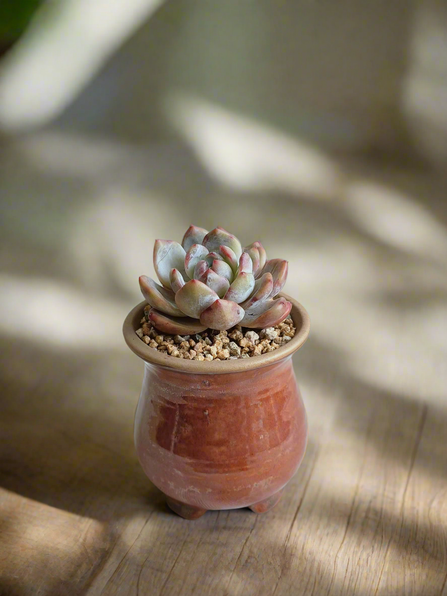 Succulent Rustica Mahogany - Echeveria Suryeon