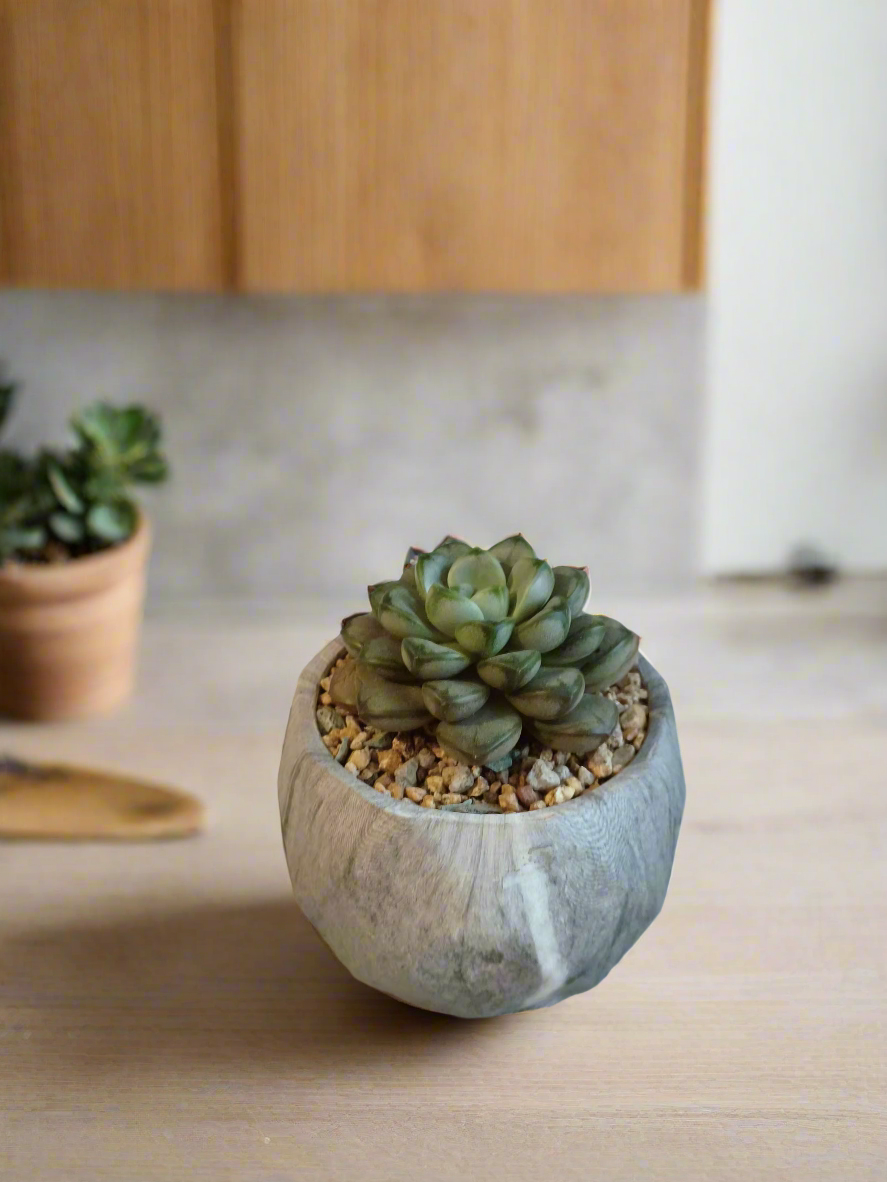 Succulent Classic Marble Grey Pot - Graptoveria 'Amethorum'