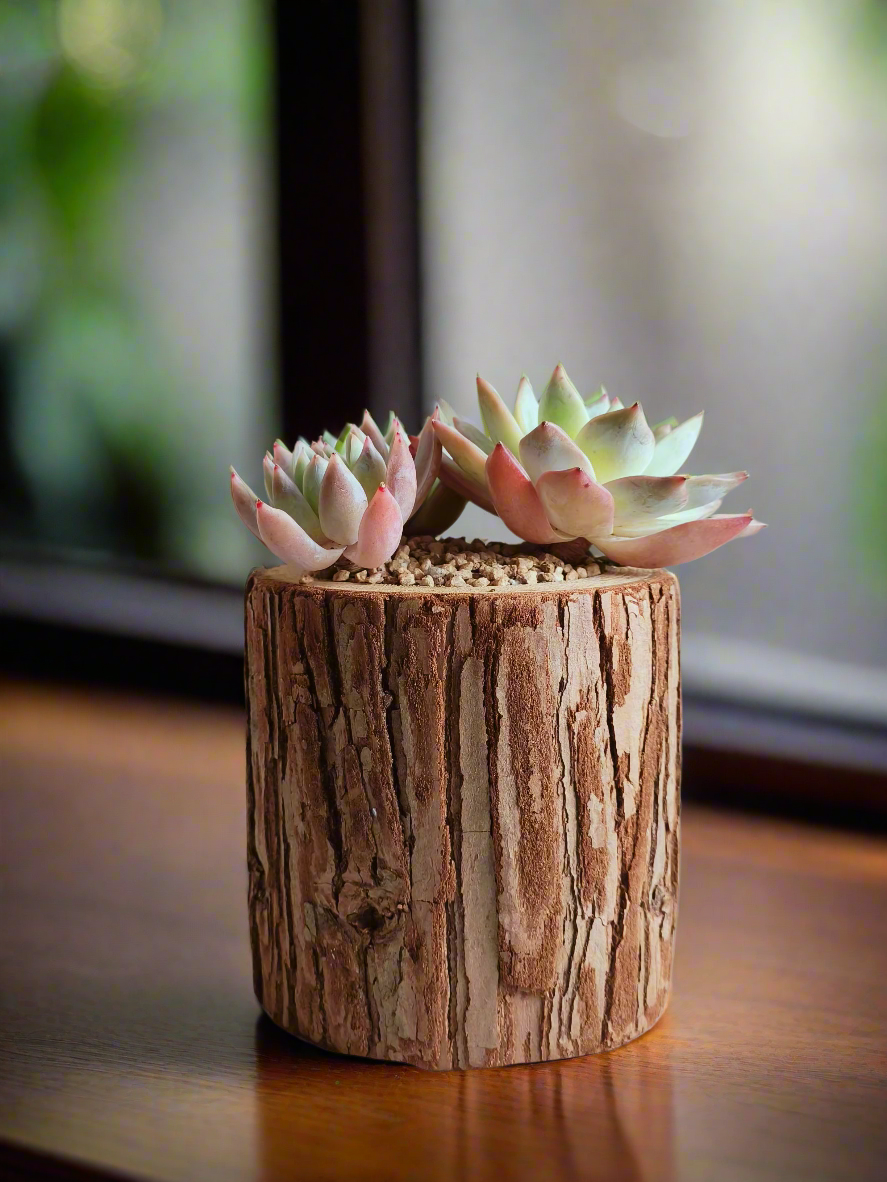 Succulent Natural Wood Pot - Echeveria Laui with 2 Echevaria'Blue Bird'