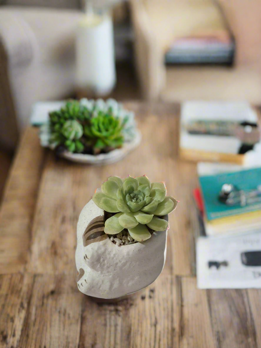 Succulent Cat Pot featuring vibrant Echeveria 'Lime & Chilli'