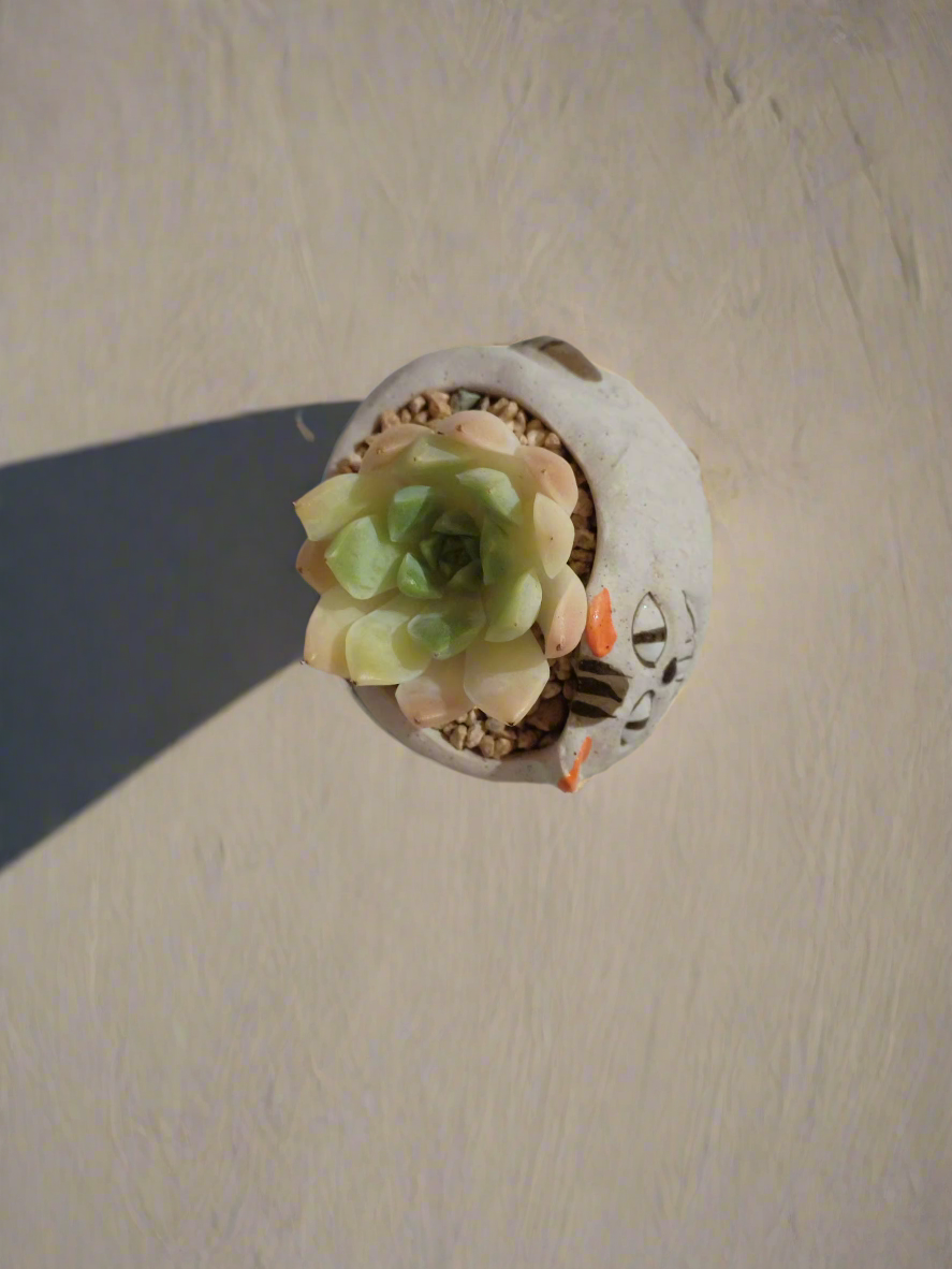 Close-up of Succulent Cat Pot - Echeveria with rosettes