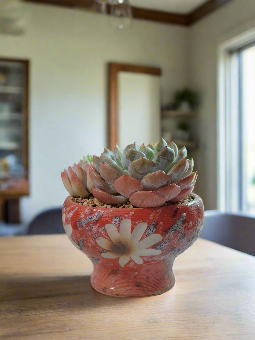 Succulent Moonlit Bloom Pot – Mottled Red with Echeveria Orange Monroe & Friends