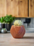 Succulent Mini Octagon 'Wood' – Echeveria Elegans 'Raspberry Ice' - SlowBloomGreens