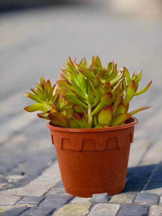 Succulent Starter Planter - Crassula 'Red Pagoda'