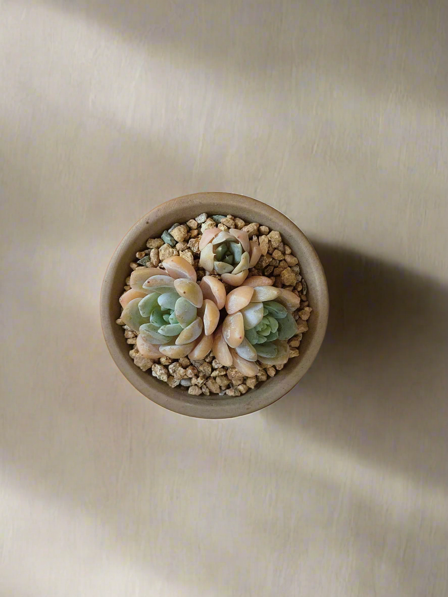 Dynamic look of the Succulent Rustica Mahogany - Echeveria Suryeon in a handcrafted pot.