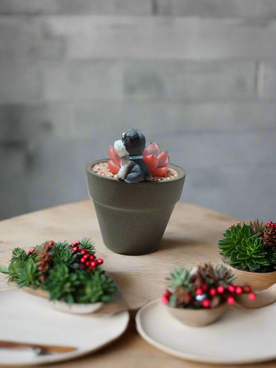 Succulent Schnauzer Pot - Echeveria Orange Monroe - SlowBloomGreens