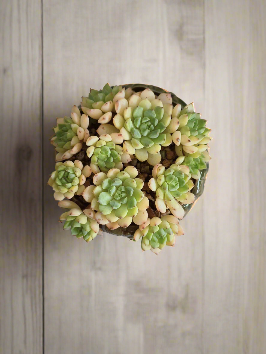 Succulent Rustica Ceramic Pot – Echeveria Macadamia showcasing its unique rosette formation.